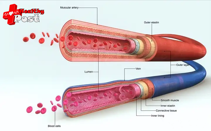 human blood vessels