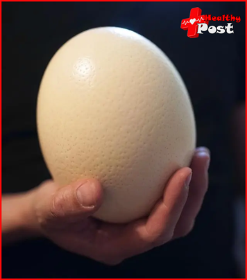 Ostrich egg