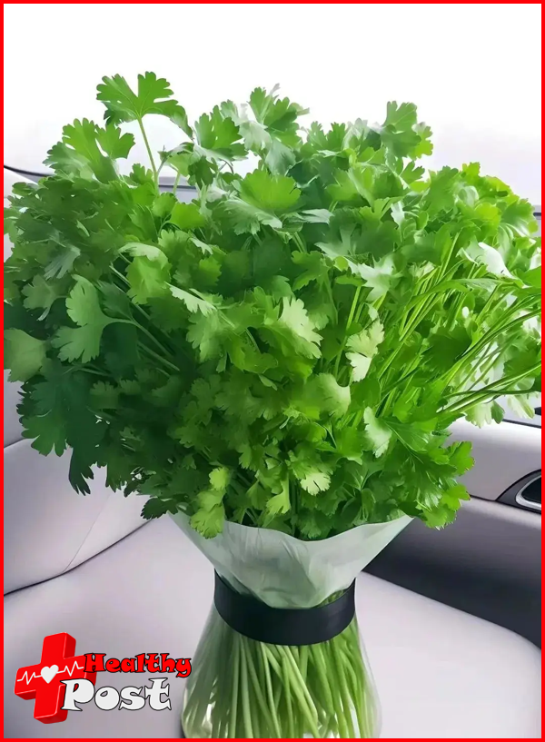 Coriander