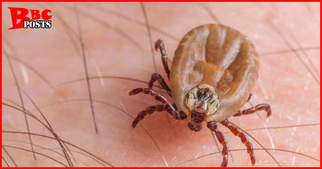 What are pubic lice and some precautions Pubic lice