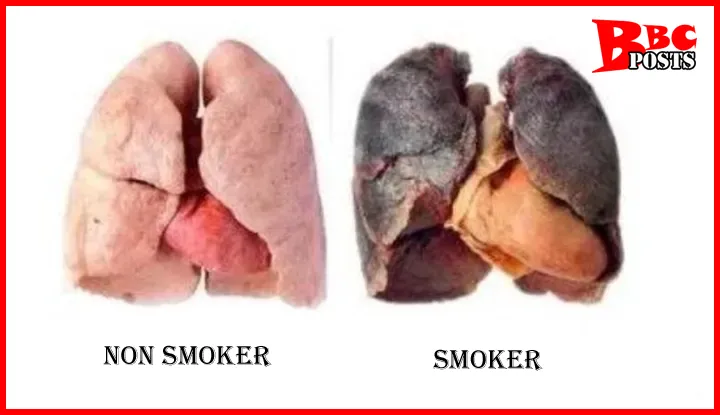 lungs