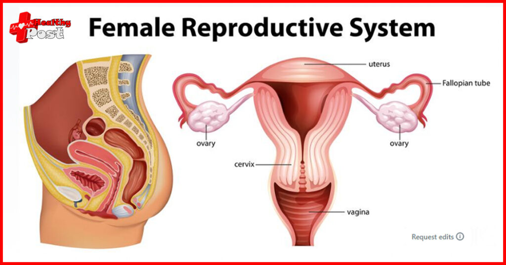 Female Reproductive system