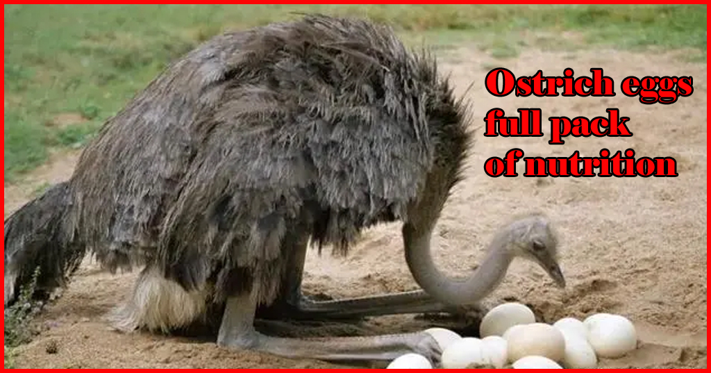 Ostrich eggs