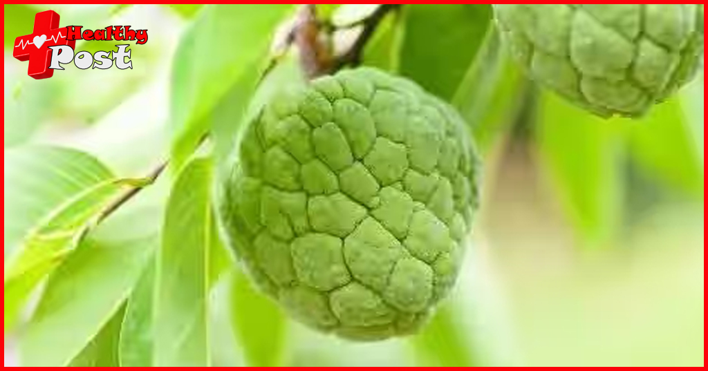 Sugar Apple