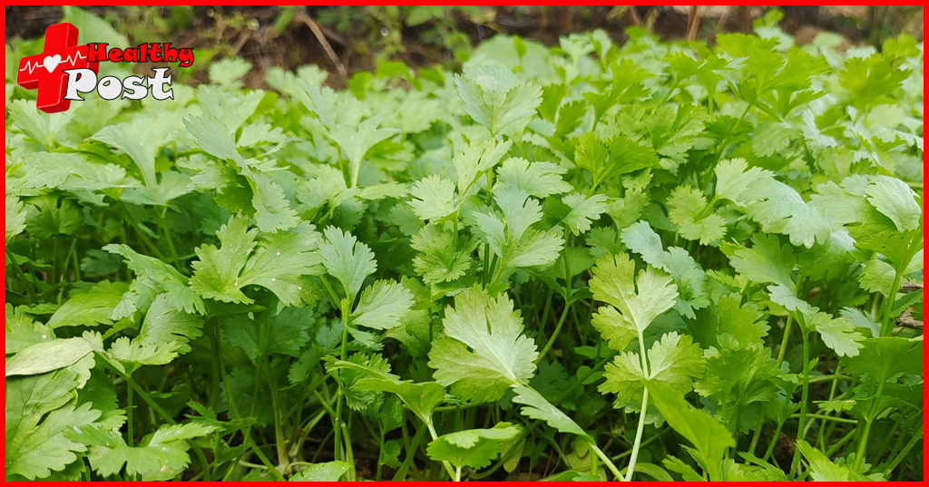 coriander