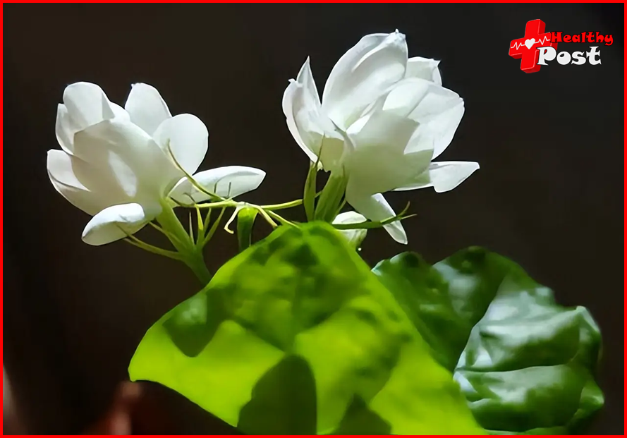 Jasmine flower