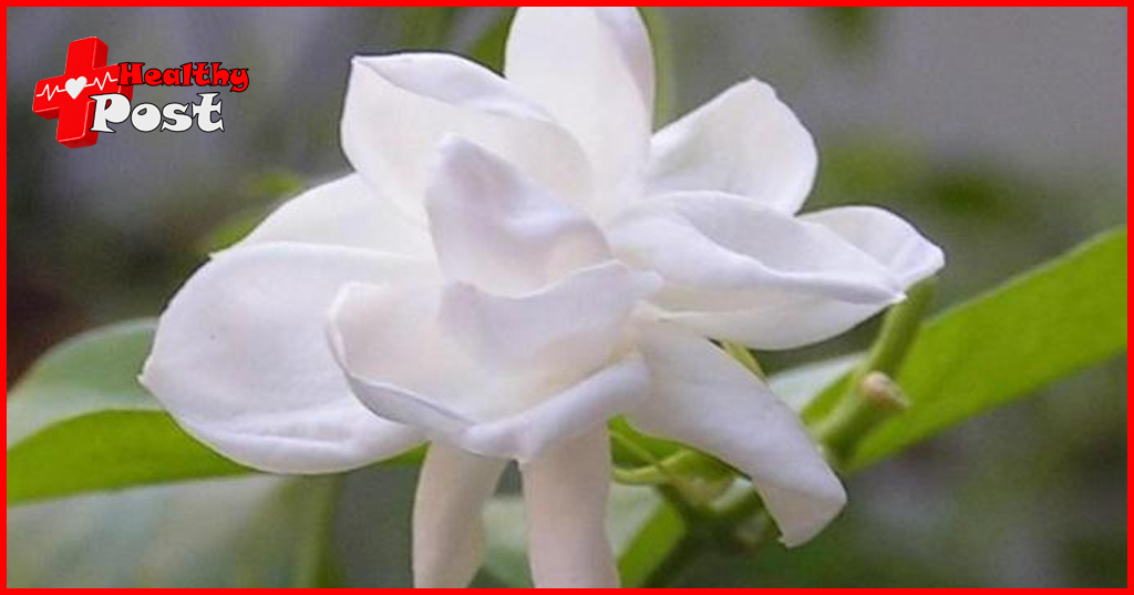 jasmine flower