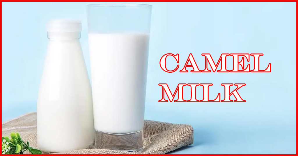 Camel milk