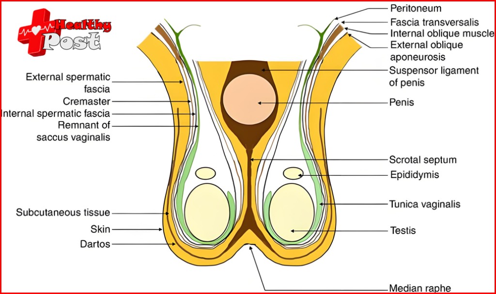 Scrotox