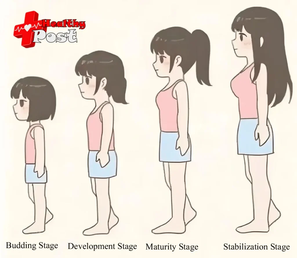 stages of physical development (female)