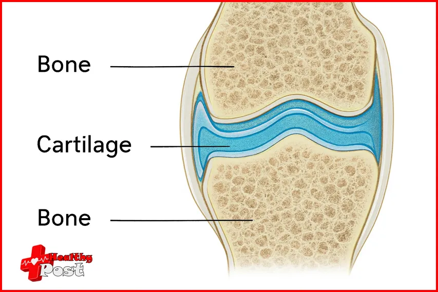Bone cartilage